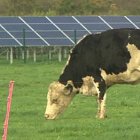 BBC News: Wedmore community 'solar farm' switched on