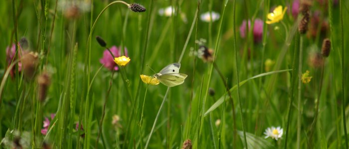 Wedmore Nature