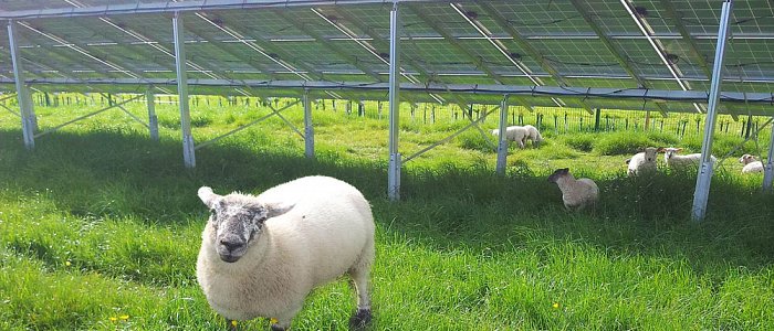 Sheep on site